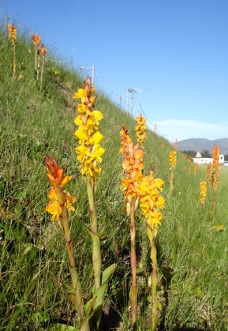 Satyrium coriifolium